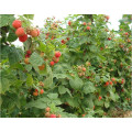 IQF Freezing Organic Raspberry Hr-16090901